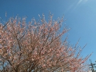 Spring Travel